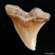 Fossil Hemipristis Shark Tooth - Western Sahara Desert #2857-1